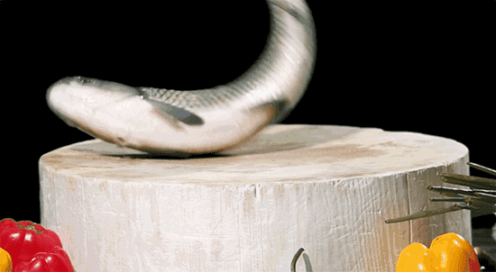 timg (1).gif